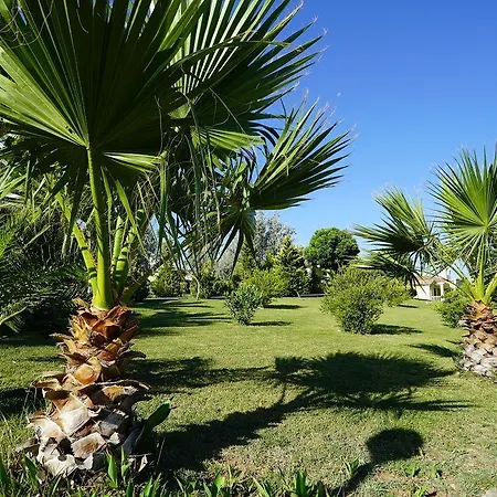 Resort Palm Wings