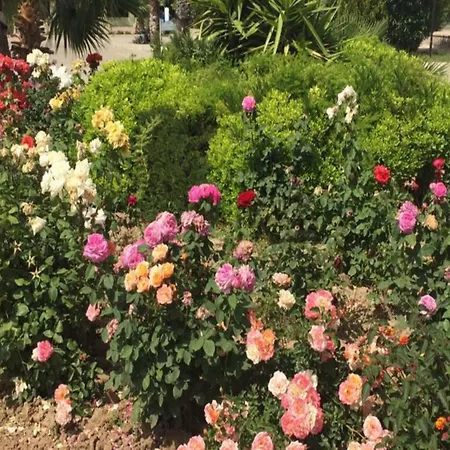 リゾート Palm Wings