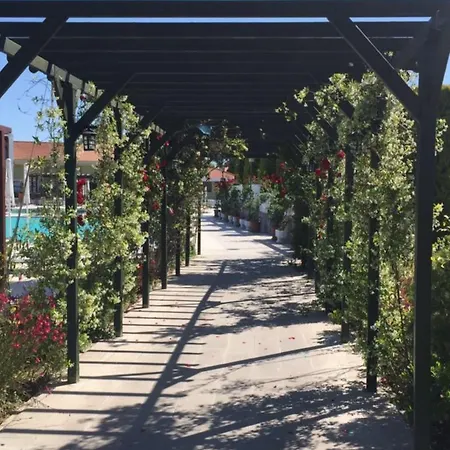 Palm Wings דידים