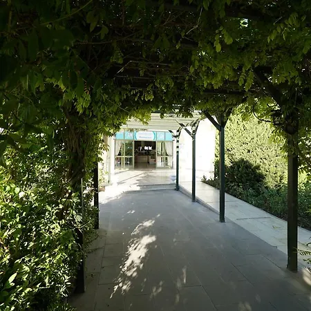 Palm Wings דידים