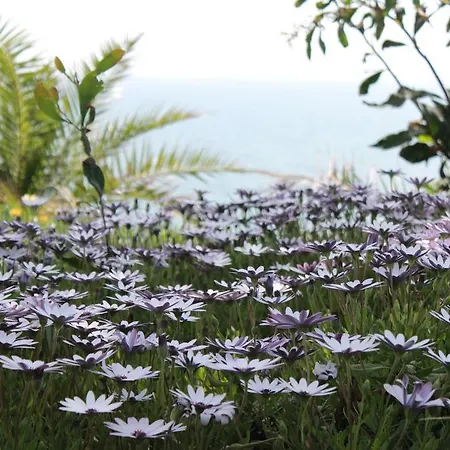 Palm Wings 5* דידים