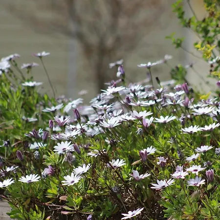 Palm Wings דידים